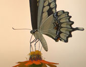 butterfly on feeding on flower nectar
